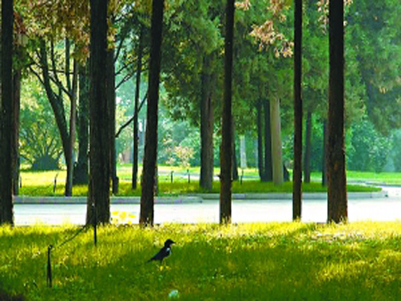 “什么是林業(yè)碳匯指標？為什么要買碳匯指標？”