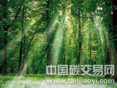 “植物吸收二氧化碳量被低估”