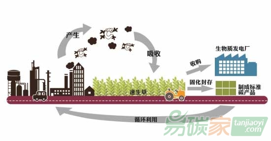 長沙縣建捕碳產業(yè)鏈：速生草捕碳制成碳產品