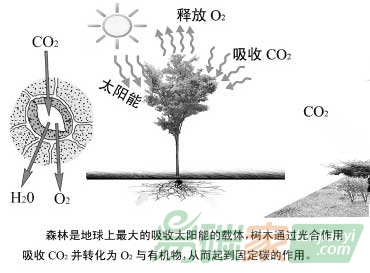 分析森林生態(tài)系統(tǒng)中的碳循環(huán)及作用