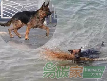 青島現環(huán)保狗 不畏寒冷跳海撿垃圾 