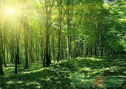 “2050年超過(guò)2.3億公頃森林將消失