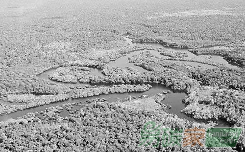 報(bào)告稱原住民對熱帶森林儲碳至關(guān)重要