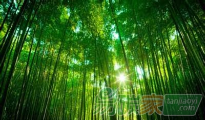 國(guó)內(nèi)外首份關(guān)于竹林生態(tài)系統(tǒng)應(yīng)對(duì)氣候變化的評(píng)估報(bào)告出爐