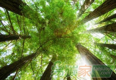 【成功案例解析經(jīng)驗(yàn)分享】農(nóng)民種樹(shù)林地如何通過(guò)碳匯交易來(lái)賺錢(qián)增收