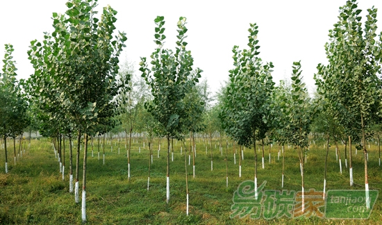 天津市堅(jiān)持綠色發(fā)展十三五將造林155萬(wàn)畝