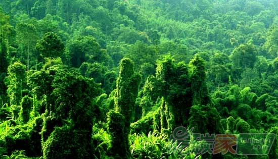 第三屆中國綠色碳匯節(jié)沈陽系列活動啟動