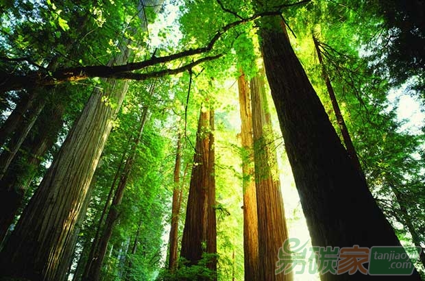 廣東省林科院專(zhuān)家為韶關(guān)林業(yè)碳匯項(xiàng)目把脈開(kāi)方