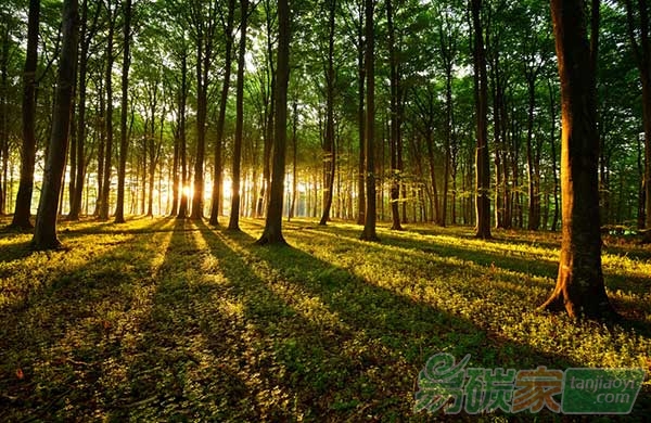 全國(guó)森林經(jīng)營(yíng)規(guī)劃印發(fā)實(shí)施