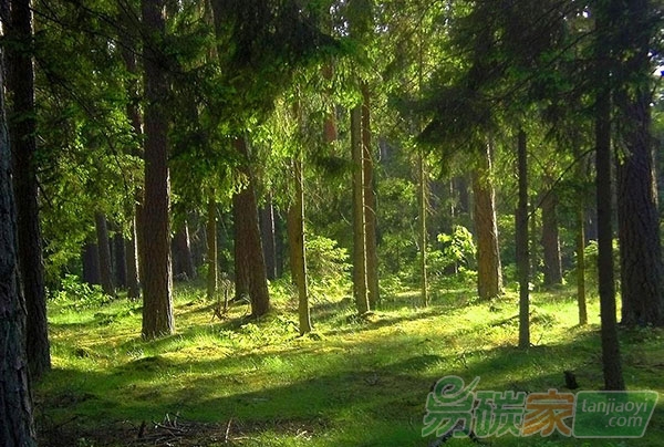 森林經(jīng)營碳匯項(xiàng)目方法學(xué)