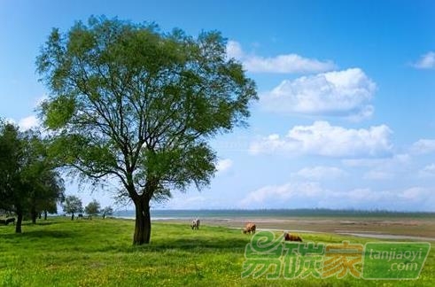 林業(yè)碳匯項(xiàng)目的儲(chǔ)備與開發(fā)“意義有多大”？