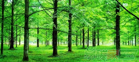 林業(yè)碳匯項(xiàng)目的儲(chǔ)備與開發(fā)為何現(xiàn)在越來越火?