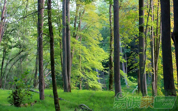 森林變搖錢樹未來賣碳錢景廣