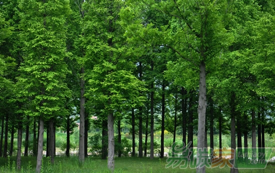 林業(yè)碳匯開發(fā)流程全解