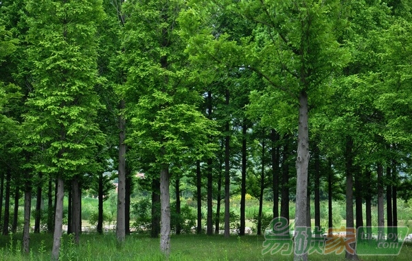 華碳聯(lián)盟林業(yè)碳匯開發(fā)項目在湖北落地