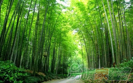 論森林碳匯消除過(guò)量溫室氣體的可行性