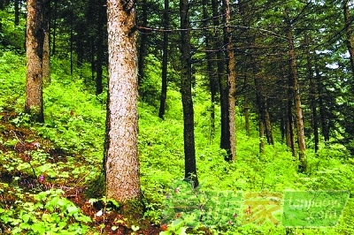 國家林業(yè)局辦公室關(guān)于印發(fā)《省級林業(yè)應(yīng)對氣候變化2017-2018年工作計劃》的通知【辦造字〔2017〕125號】