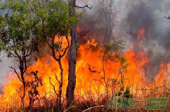 關(guān)于林業(yè)碳匯，這點你需要知道