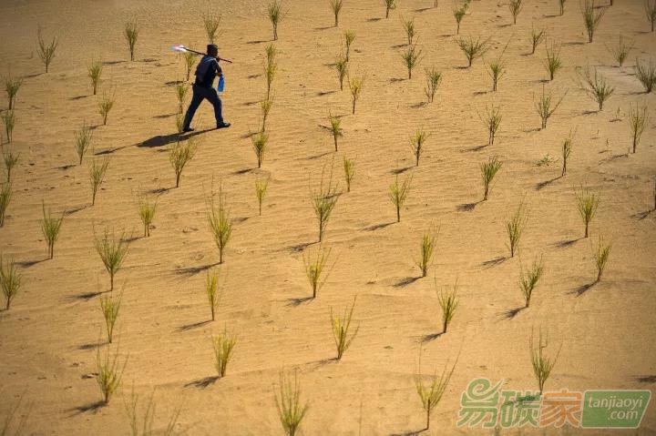 螞蟻森林：一場眼皮底下的新生活運(yùn)動(dòng)