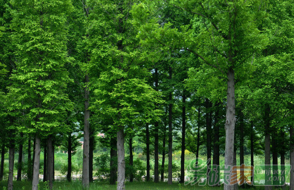 全國綠化委員會副主任、國家林業(yè)局局長張建龍：發(fā)展林業(yè)是應(yīng)對氣候變化的戰(zhàn)略選擇