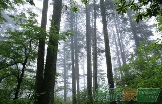 林業(yè)碳匯是否能成為全國碳市場的新明星