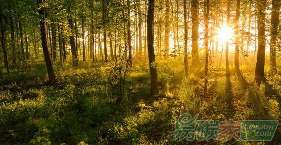 我國(guó)大力推動(dòng)綠色低碳發(fā)展