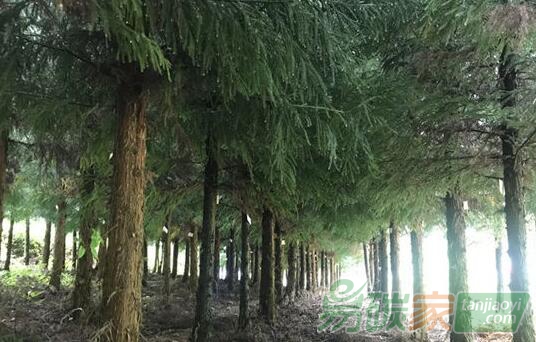 關于舉辦2019年第二期“林業(yè)碳匯管理”專題培訓的通知