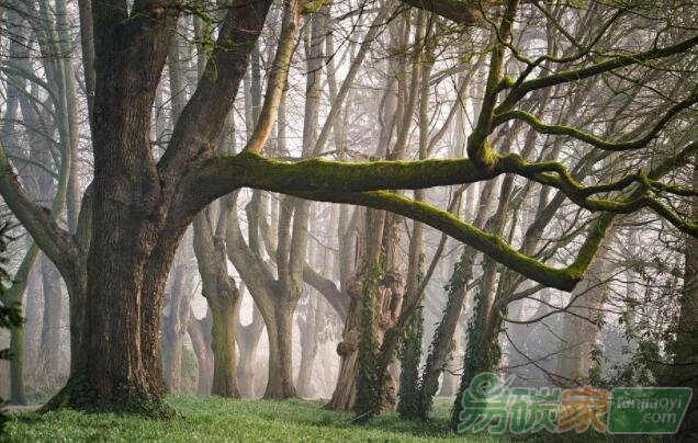 重建森林逆轉(zhuǎn)全球氣候變化的關(guān)鍵？